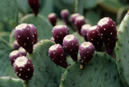 Prickly Pear Cactus